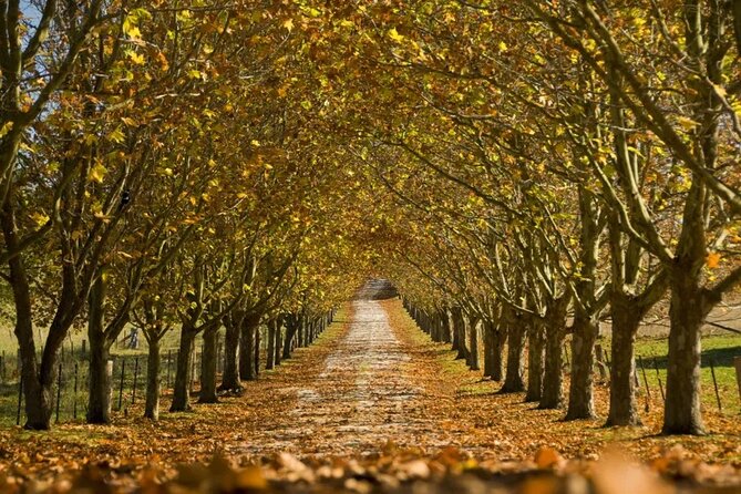 A Day In The Vineyards || Luxury Private Winery Tour From Sydney - Mount Ashby Estate: French-inspired dining mood and a wine stop that feels grown-up