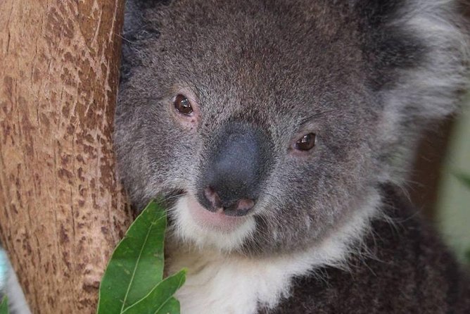 All Inclusive Blue Mountain,Scenic World,Lunch,Koalas,ferry - A Sit-Down Lunch That Handles Vegan, Halal, and Gluten-Free