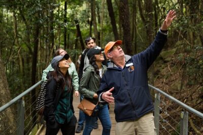 All Inclusive Blue Mountain,Scenic World,Lunch,Koalas,ferry - Scenic World Blue Mountains: Railway Thrills and the Glass-Bottom Skyway
