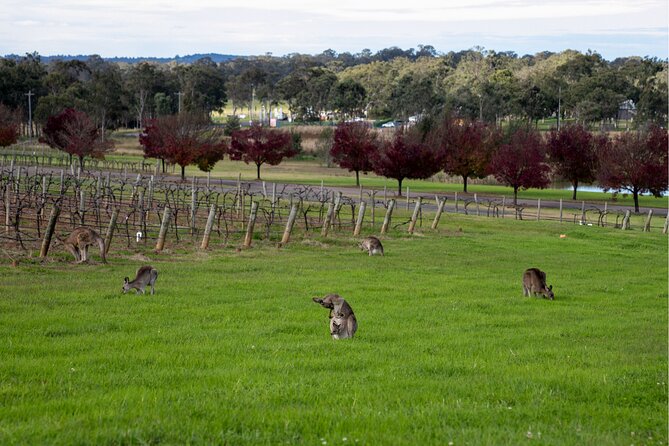 Award-Winning Hunter Valley Wine & Cheese Tour from Sydney - Price and logistics: what your $168.55 buys you