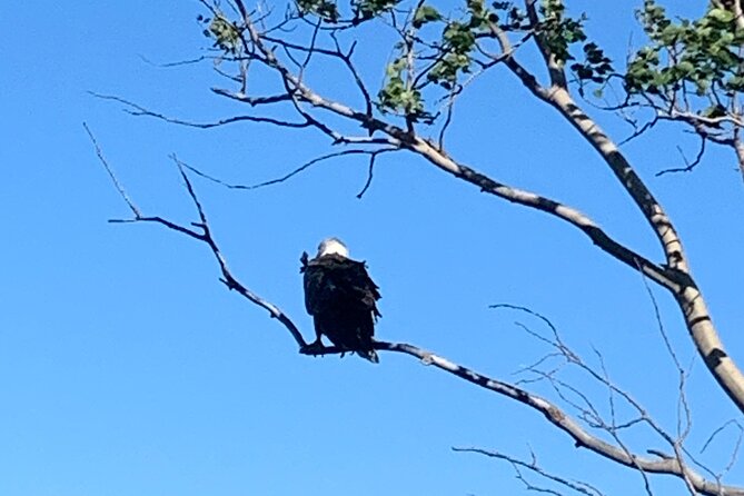 Blackwood Tours: Highland Village, Baddeck, Bell Museum Tour - St. Anns Lookoff, Englishtown Ferry views, and the Seal Island lookoffs