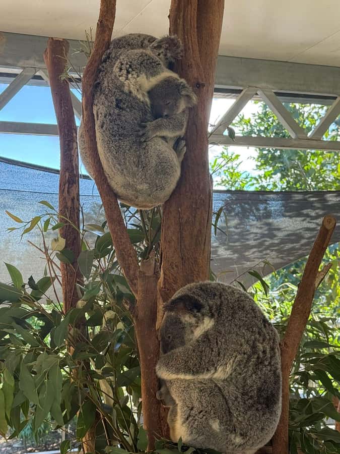 Blue Mountain Small Group Scenic World, Wildlife, Waterfall - Price and What You’re Really Buying at $148