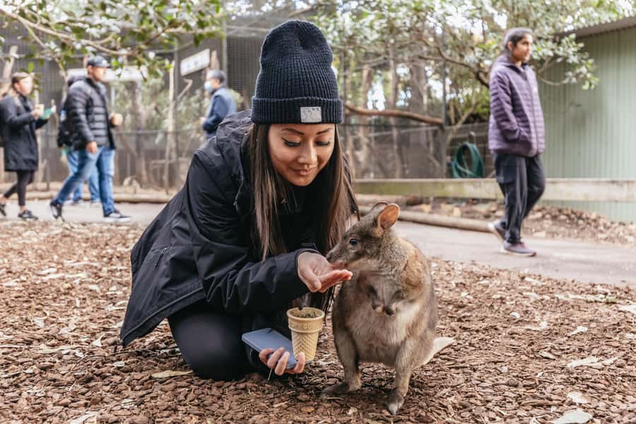 Blue Mountain Small Group Scenic World, Wildlife, Waterfall - Scenic World at Katoomba: Skyway, Scenic Railway, Cableway, Rainforest Walk