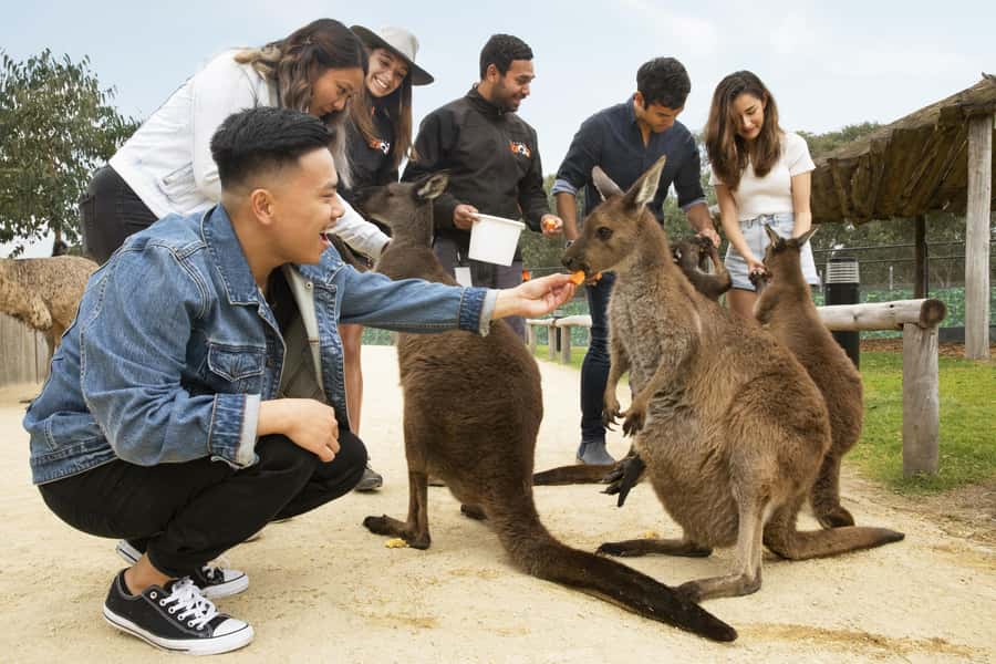 Blue Mountains Adventure: Scenic World, Zoo & Koala Photo - Katoomba Cascades: waterfalls plus actual walking
