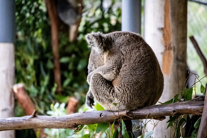 Blue Mountains Day Tour from Sydney - A Blue Mountains day tour that mixes animals, cliffs, and harbour views