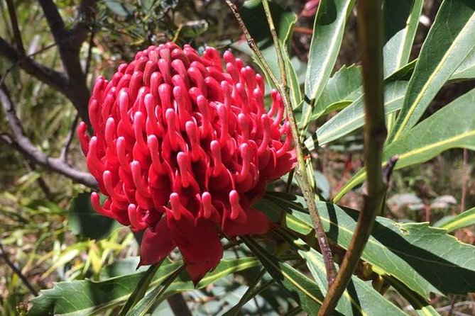 Blue Mountains Day Tour Including Parramatta River Cruise - Scenic World options: pay for the rides you actually want