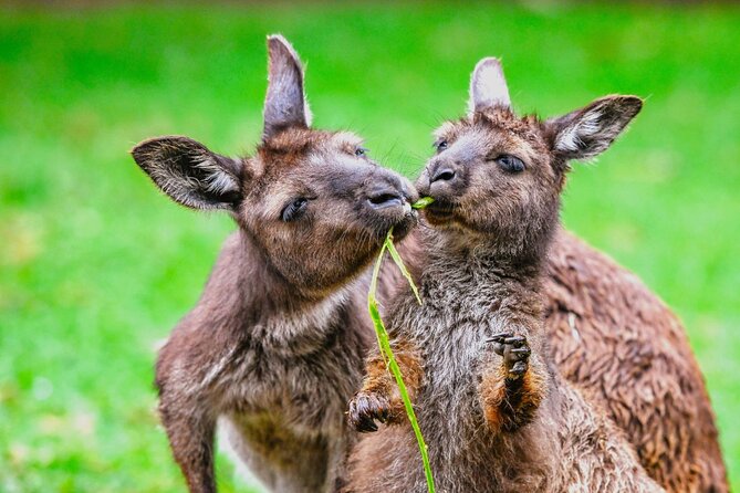 Blue Mountains Day Tour with Wildlife and Scenic World Entry - Leura village: a real break from viewpoints
