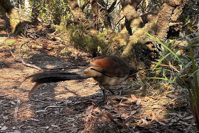 Blue Mountains Full Day Guided Tour - Lunch included: the underrated quality-of-life win