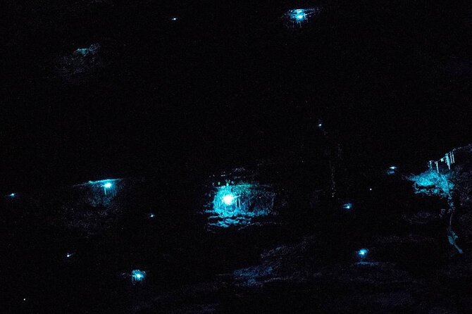 Blue Mountains Hiking Glow worms Cave Wildlife Spotlighting Night Adventure - Why a Blue Mountains Glow Worm Hike at 8pm Feels Right