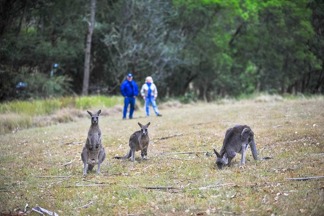 Blue Mountains Private Tour from Sydney - Megalong Valley Tea Rooms lunch: where the pace slows