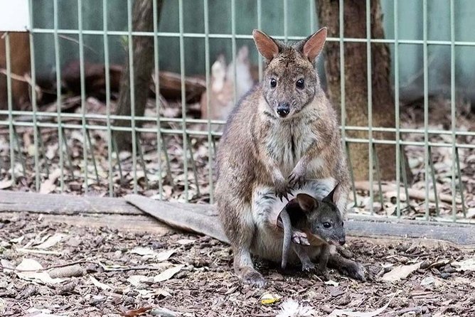 Blue Mountains Private Tour | Koala, Kangaroo, & Waterfalls Day - Featherdale Wildlife Park: koalas and kangaroos first, before the cliffs