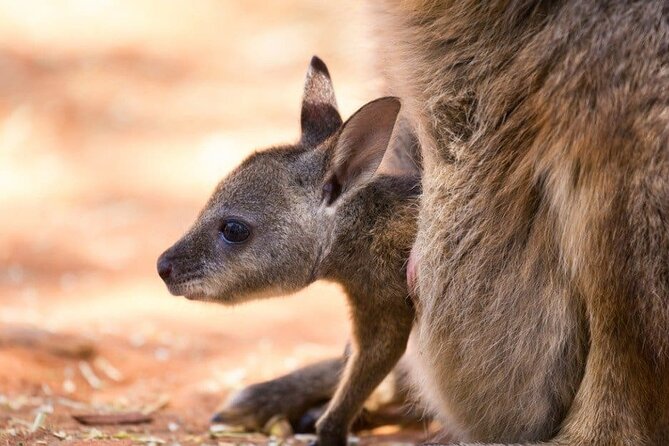 Blue Mountains Private Tour | Koala, Kangaroo, & Waterfalls Day - Scenic World (optional): big rides, extra cost, and a payoff if you like thrill views