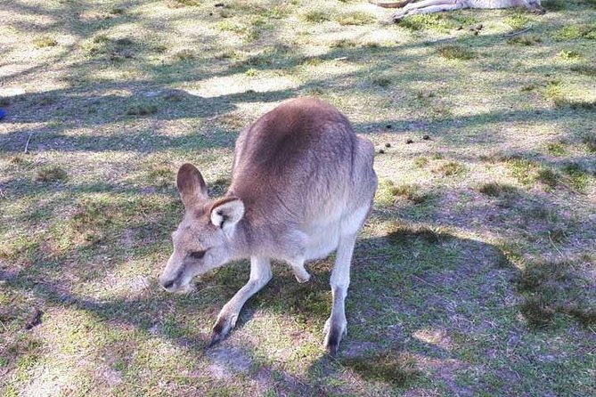Blue Mountains Private Tour with Kangaroo and Koala Experience - Meet Simon and the Mercedes: Getting Out of Sydney Without the Stress