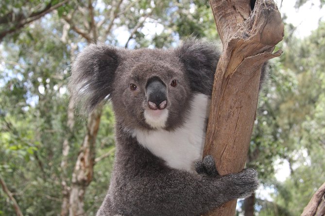 Blue Mountains Private Tour with Kangaroo and Koala Experience - Featherdale Kangaroos, Wallabies, and Koalas: The Best Hour for Animal Lovers