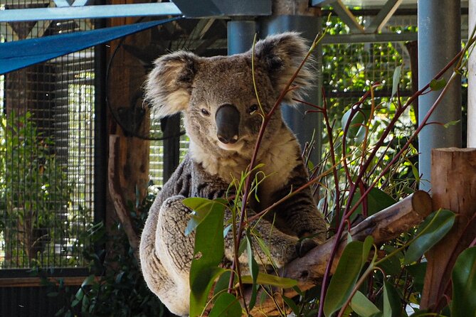 Blue Mountains Small Group Tour with Lunch, Zoo and Scenic World - What you’re really paying for: value beyond the base price