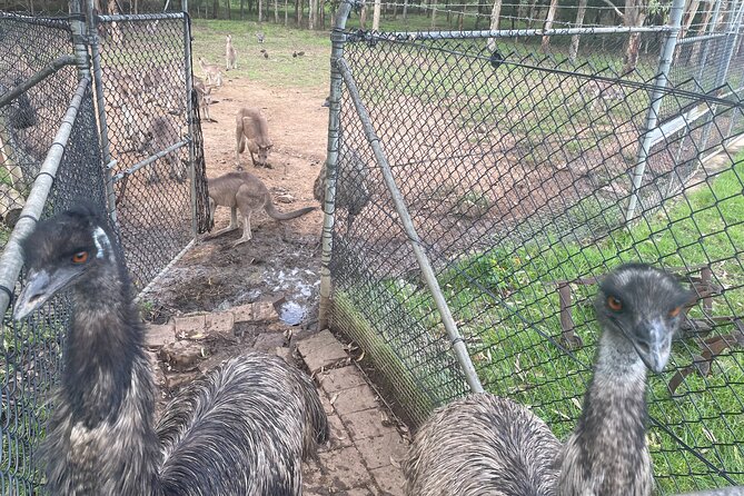 Blue Mountains Wildlife Full-Day Sights and Hiking from Sydney - Mount Tomah Botanic Garden: where the day slows down