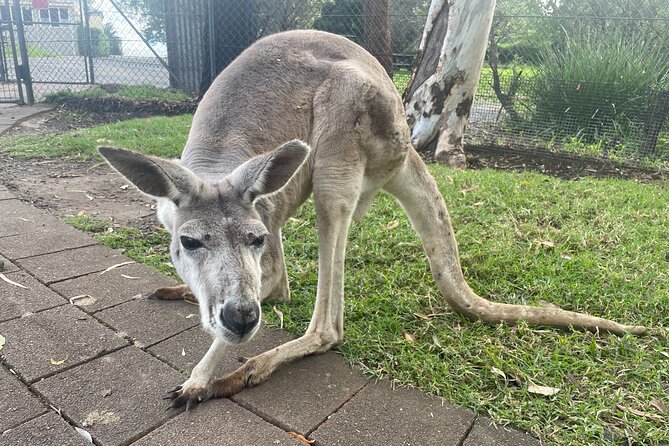 Blue Mountains Wildlife Full-Day Sights and Hiking from Sydney - Blue Mountains National Park lookouts: fewer crowds, more patience