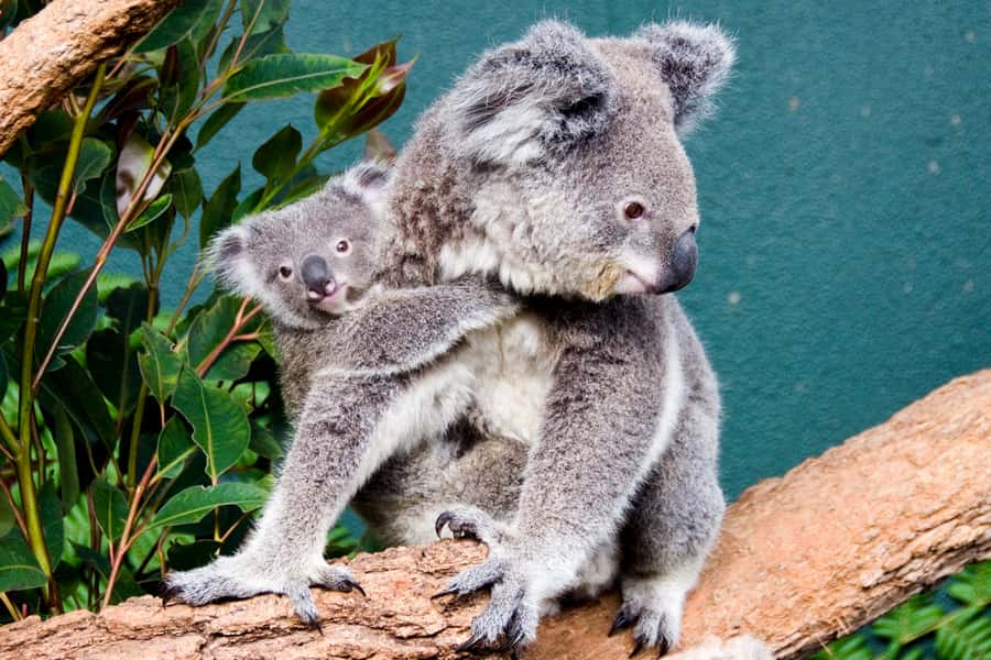 Breakfast with Koalas at WILD LIFE Zoo Darling Harbour - Darling Harbour Koala Breakfast: Why This Morning Format Works