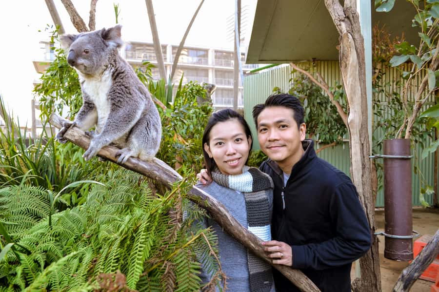 Breakfast with Koalas at WILD LIFE Zoo Darling Harbour - 8:30 to 9:30 Koala Breakfast and Koala Feeding Time