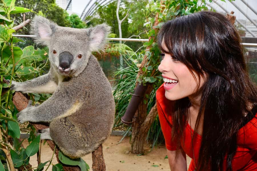 Breakfast with Koalas at WILD LIFE Zoo Darling Harbour - Who Should Book This Koala Breakfast Experience