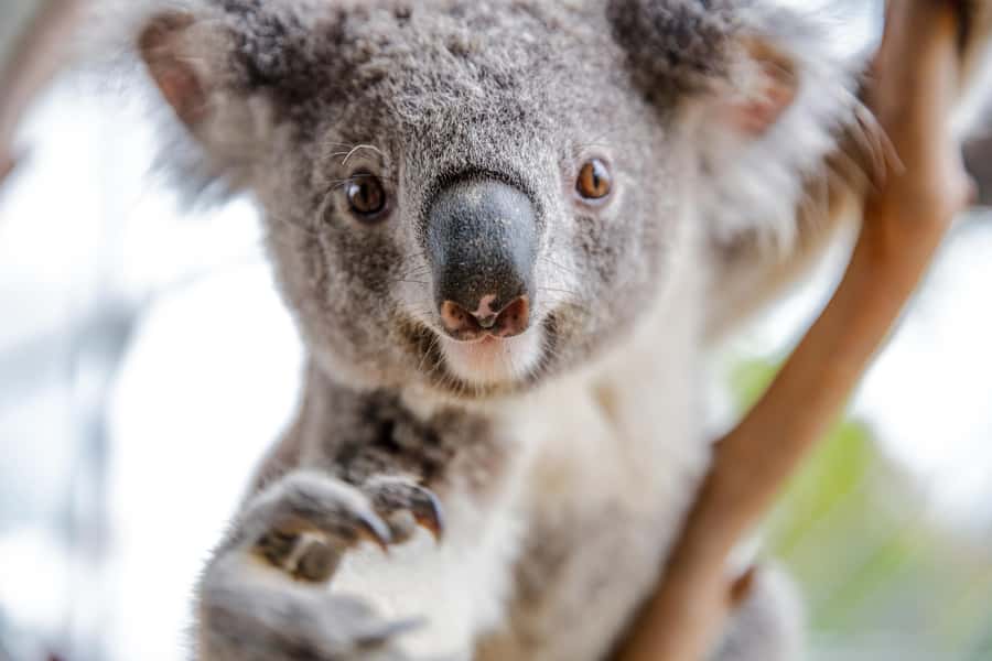 Breakfast with Koalas at WILD LIFE Zoo Darling Harbour - Practical Tips for a Smooth, Comfortable Morning