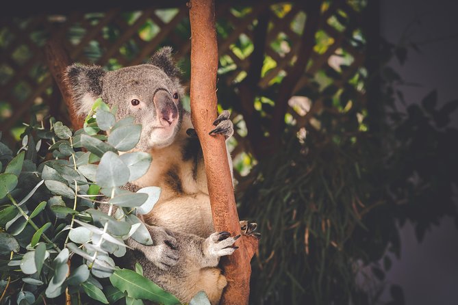 Exclusive Blue Mountains Wildlife and Bushwalk Tour From Sydney - Echo Point and the Three Sisters: classic views with Dreamtime context