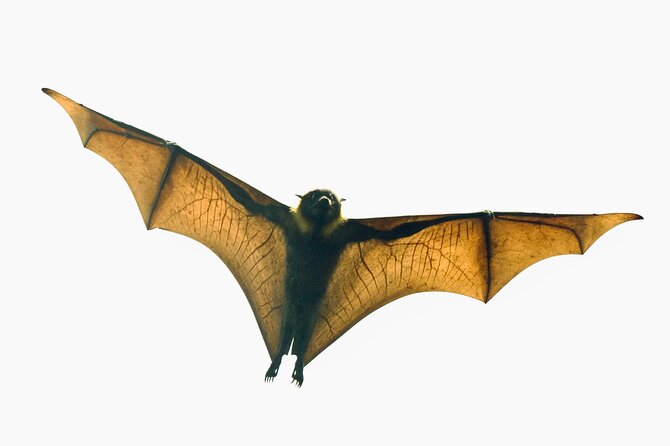 Flying Fox Experience, Thousands of Australia's Largest Bat - Key points before you go