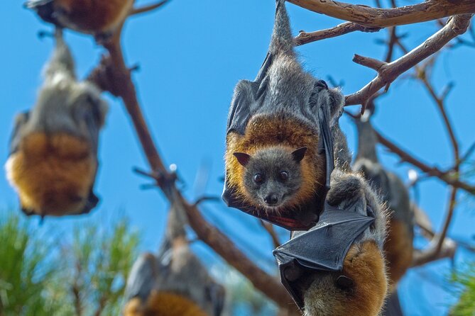 Flying Fox Experience, Thousands of Australia's Largest Bat - Getting to the reserve from Circular Quay (and keeping it simple)