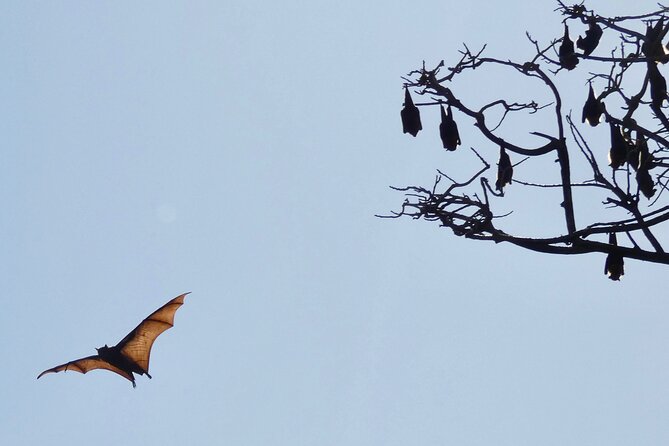 Flying Fox Experience, Thousands of Australia's Largest Bat - Your guide Dave: more than facts, it’s good spotting