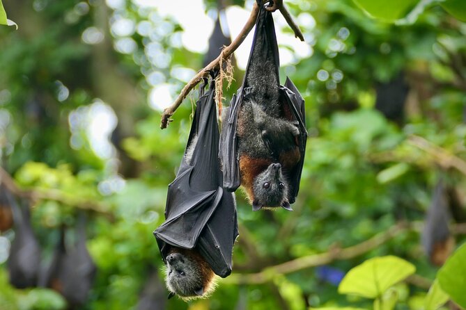 Flying Fox Experience, Thousands of Australia's Largest Bat - The photo advantage: high-zoom cameras (plus binos)