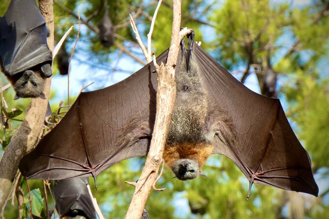 Flying Fox Experience, Thousands of Australia's Largest Bat - Timing it right: how 2 hours 30 minutes plays out
