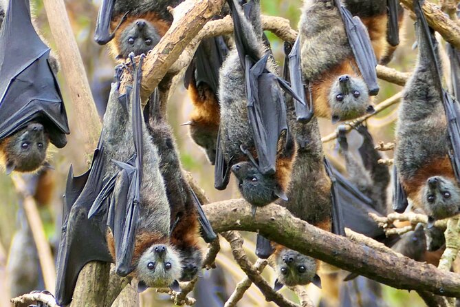 Flying Fox Experience, Thousands of Australia's Largest Bat - Snacks, bottled water, and the small comfort wins