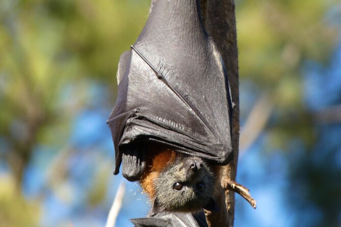 Flying Fox Experience, Thousands of Australia's Largest Bat - Price check: is $57.38 good value?