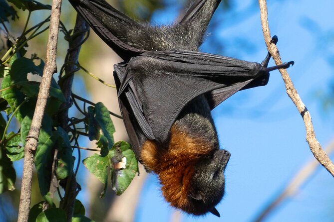 Flying Fox Experience, Thousands of Australia's Largest Bat - The eye-level bat encounter: what you’ll actually notice