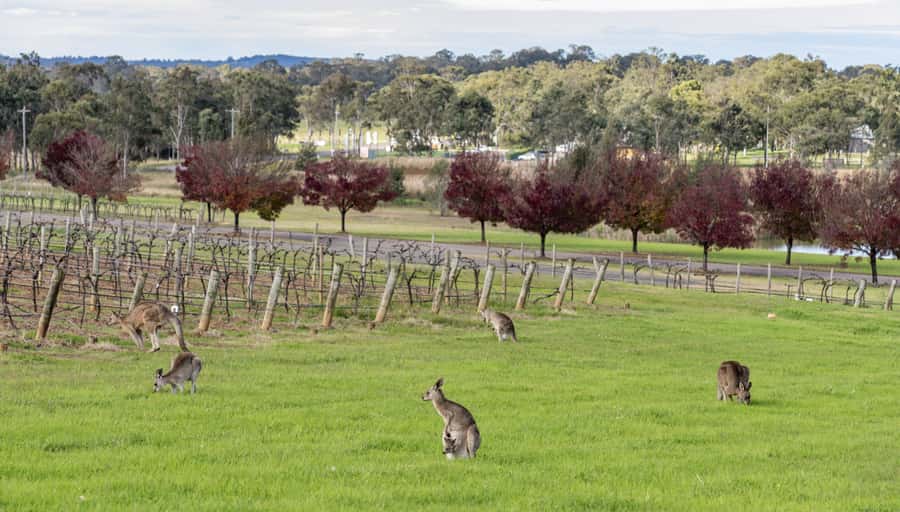 From Sydney: All Inclusive Boutique Hunter Valley Wine Tour - Stop-by-stop: how Saddlers Creek, Hanging Tree, and Ernest Hill shape the day