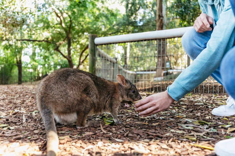 From Sydney: Blue Mountains Full-Day Trip - Who this tour fits best (and who should reconsider)