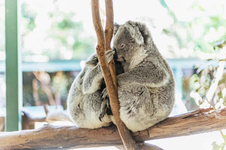 From Sydney: Blue Mountains Full-Day Trip - A 10-hour Blue Mountains plan that actually works