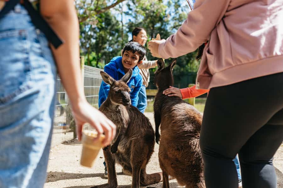 From Sydney: Blue Mountains Full-Day Trip - Getting picked up: where you board and what to watch for