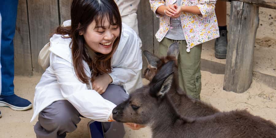 From Sydney: Blue Mountains, Scenic Railway, & Sydney Zoo - Who this tour fits best (and who should reconsider)