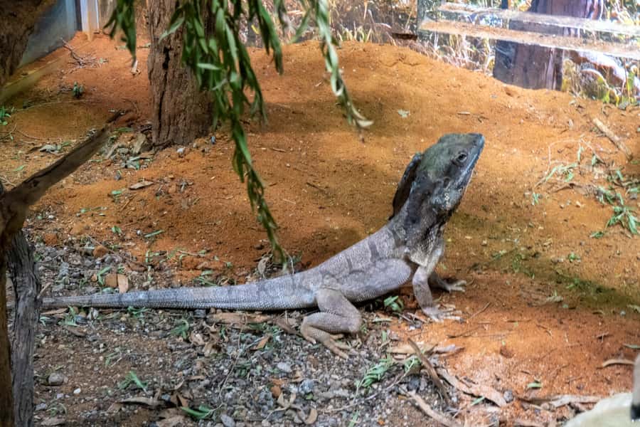 From Sydney: Blue Mountains, Scenic Railway, & Sydney Zoo - How the day ends at Homebush Bay Ferry Wharf (and what to do next)
