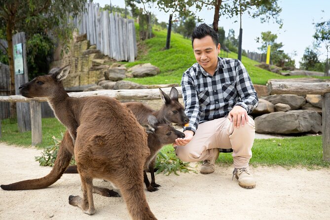 From Sydney: Blue Mountains with Zoo, Koala Photo & Scenic World - Scenic World Unlimited Discovery Pass: Your Two Hours of Real Wow