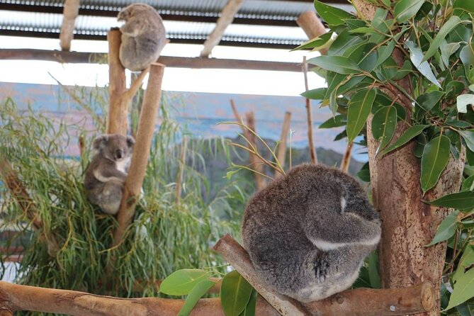 From Sydney: Blue Mountains with Zoo, Koala Photo & Scenic World - Price and Value at $149.90: What You’re Paying For