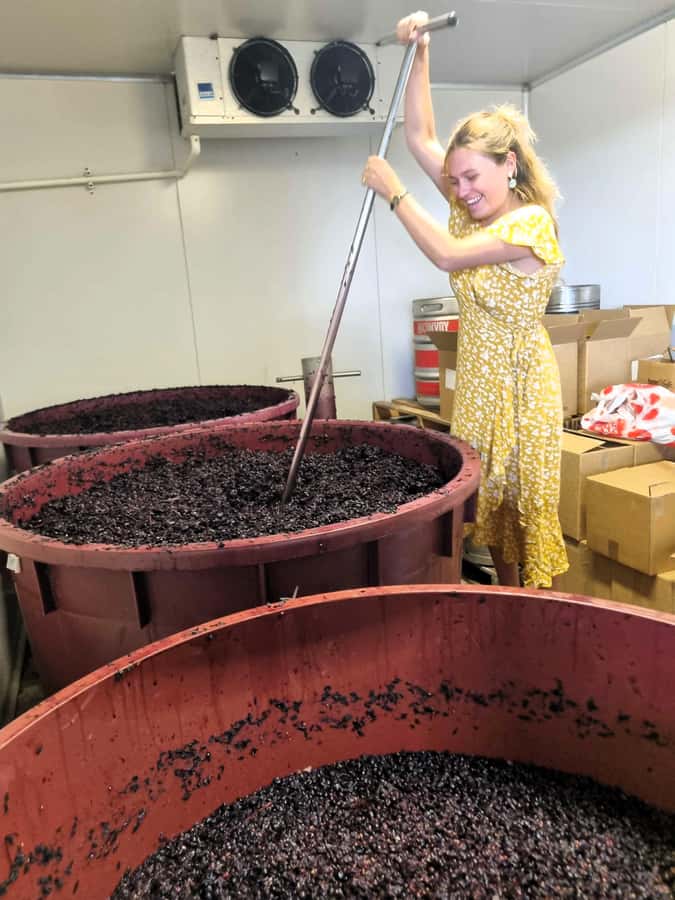 From Sydney: Hunter Valley Wine, Gin & Food Tastings Tour - Key highlights that make this tour worth your time
