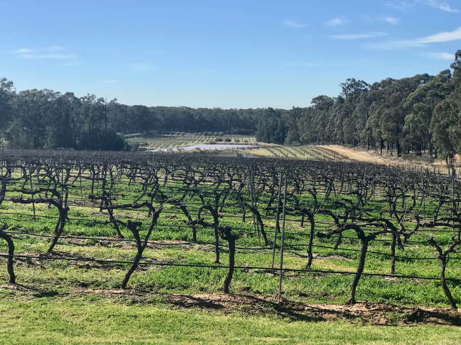From Sydney: Hunter Valley Wine Tasting & Winery Picnic Tour - Why This Sydney to Hunter Valley Day Trip Fits So Well