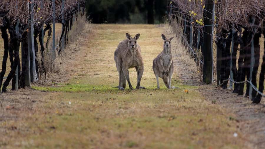 From Sydney: Hunter Valley Wine Tasting & Winery Picnic Tour - The Sydney Start: 812 George St, a Wyong Break, Then Into Wine Country