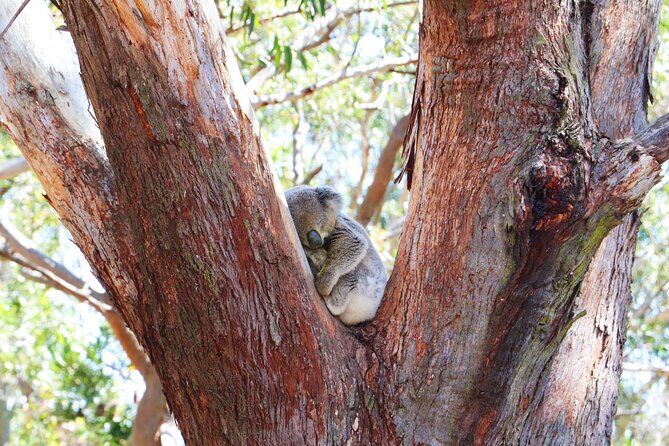 From Sydney: Port Stephens Dolphin, Koalas, Lunch & Sandboarding - Birubi Beach 4WD Ride and the Thrill Factor