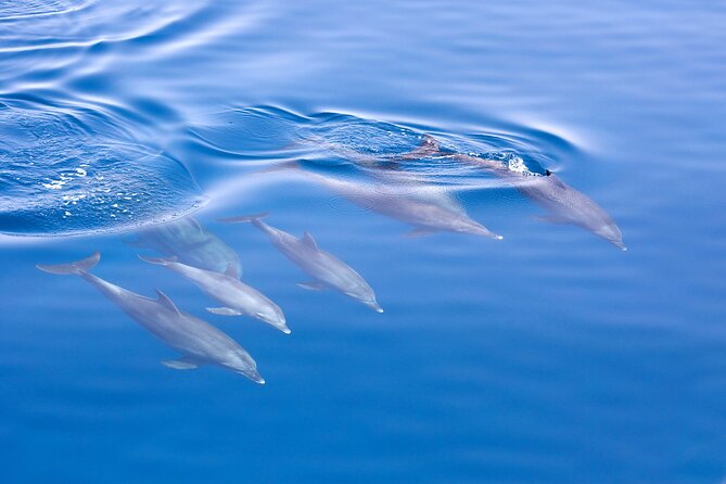 From Sydney: Port Stephens Dolphin, Koalas, Lunch & Sandboarding - Guides, Group Size, and How to Make Dolphin Watching Easier
