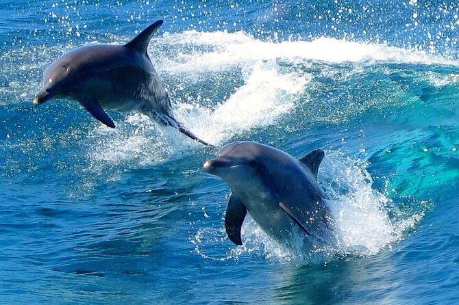 From Sydney: Port Stephens Dolphin, Koalas, Lunch & Sandboarding - Koala Sanctuary Admission: More Than a Photo Stop