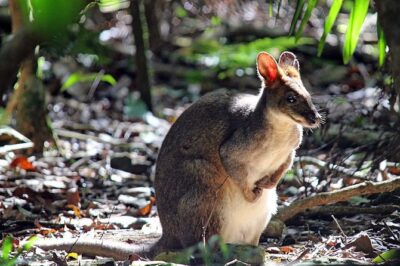 Fully Inclusive Blue Mountains Private Tour inc Scenic World & Featherdale Entry - Blue Mountains National Park: lookouts, time to breathe, and photo planning