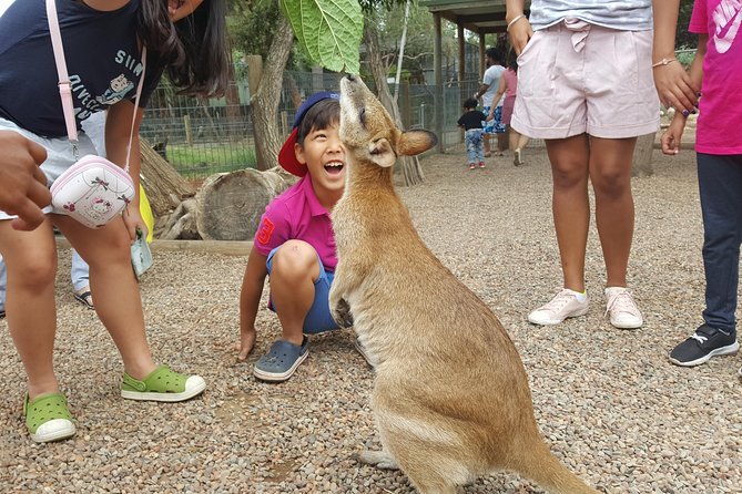 Fully Inclusive Blue Mountains Private Tour inc Scenic World & Featherdale Entry - Featherdale Wildlife Park: kangaroos, koalas, and time to interact